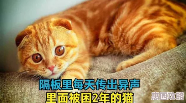 心动小镇养猫秘籍大公开！最新科学养育攻略与不为人知的技巧分享！